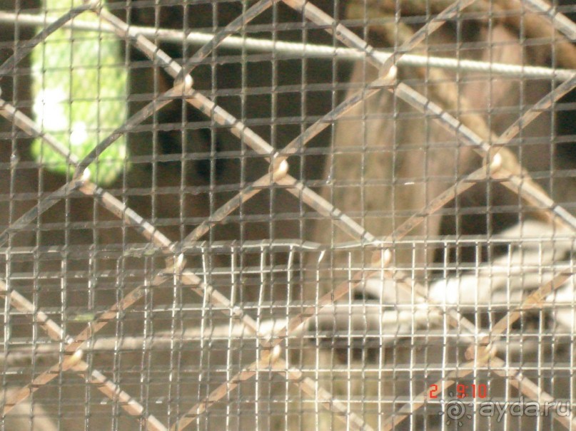 "Паттайская" осень 2013