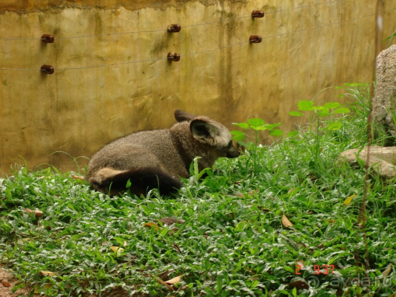 "Паттайская" осень 2013