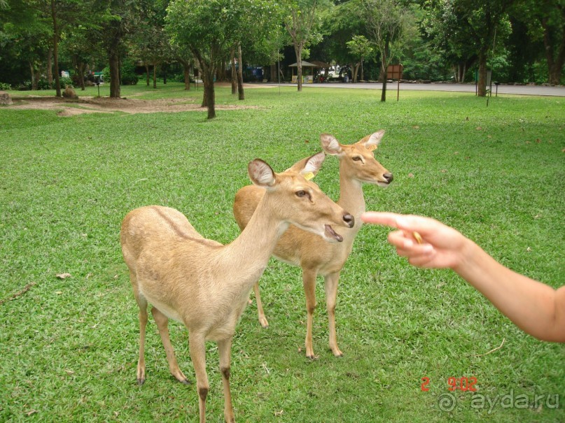 "Паттайская" осень 2013