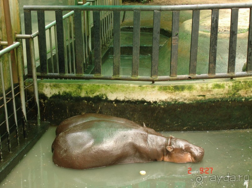 "Паттайская" осень 2013