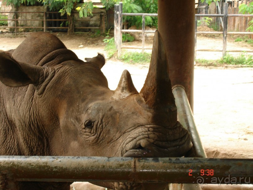 "Паттайская" осень 2013