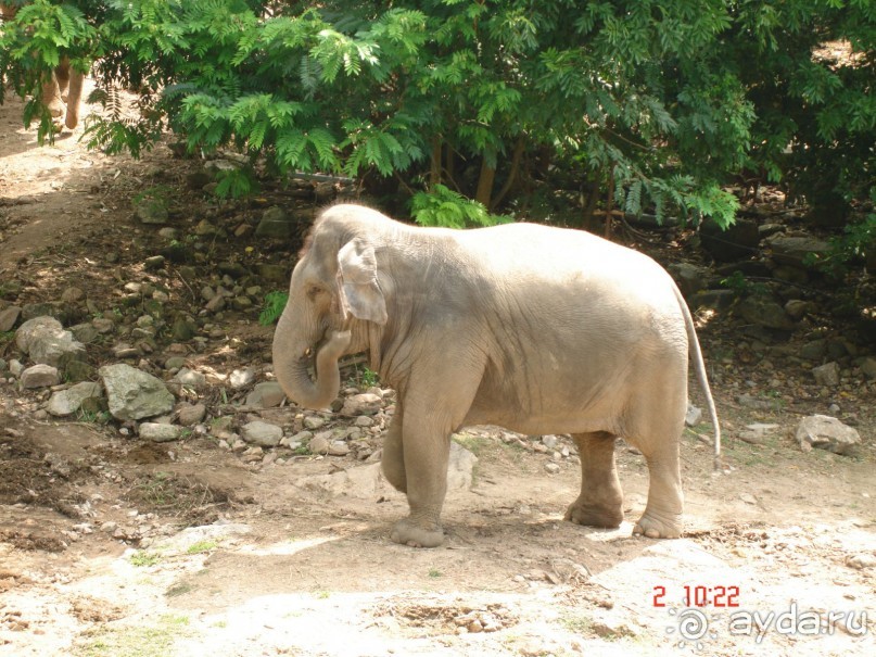 "Паттайская" осень 2013