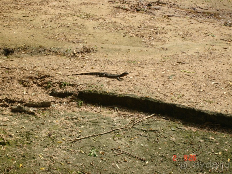 "Паттайская" осень 2013