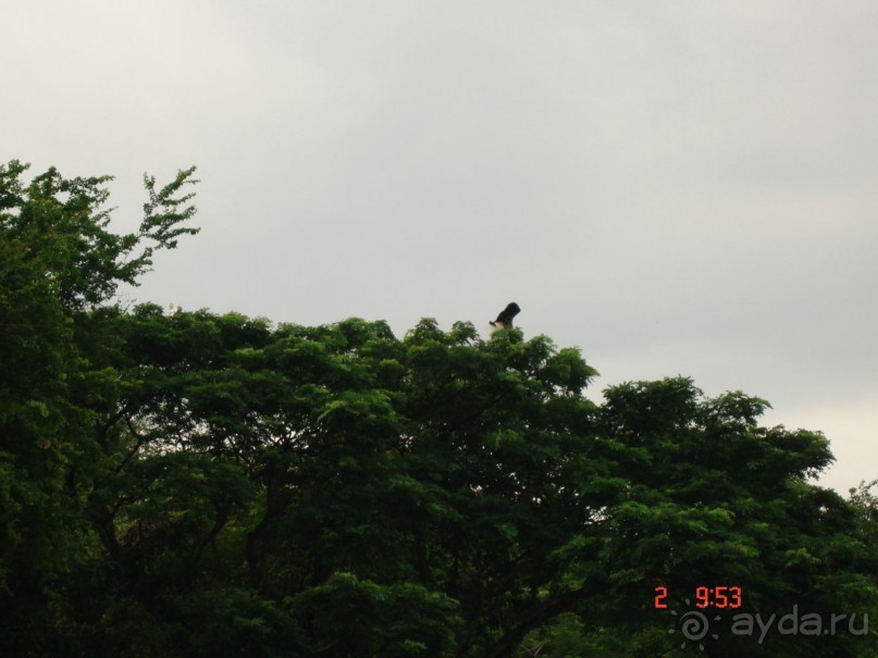 "Паттайская" осень 2013