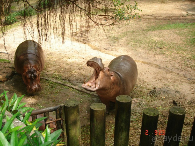 "Паттайская" осень 2013