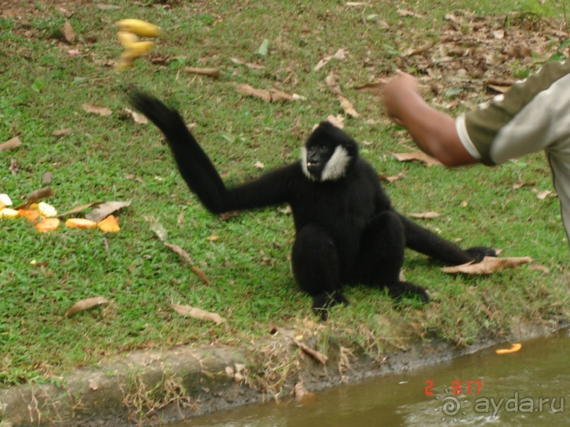 "Паттайская" осень 2013