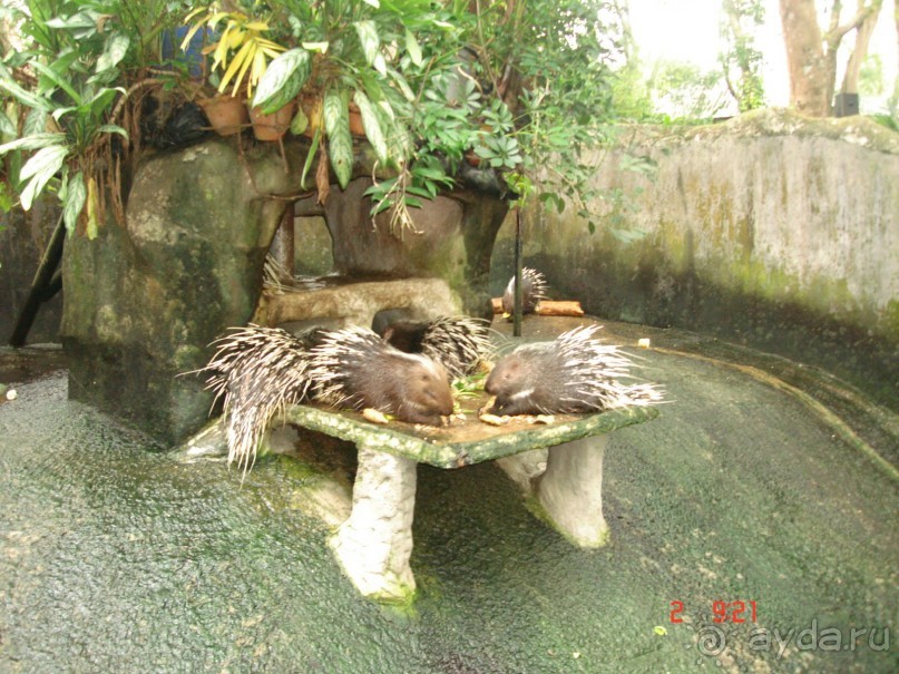 "Паттайская" осень 2013