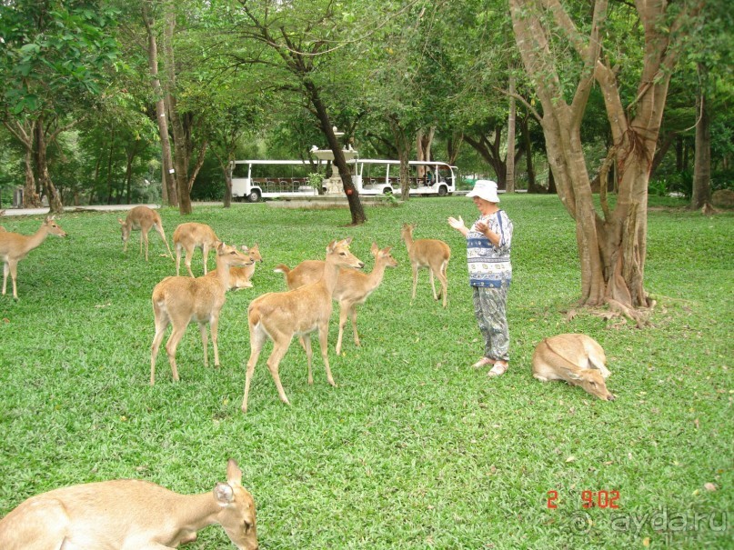 "Паттайская" осень 2013