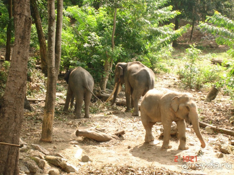 "Паттайская" осень 2013