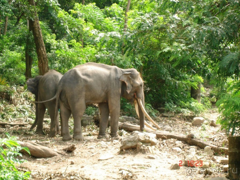 "Паттайская" осень 2013