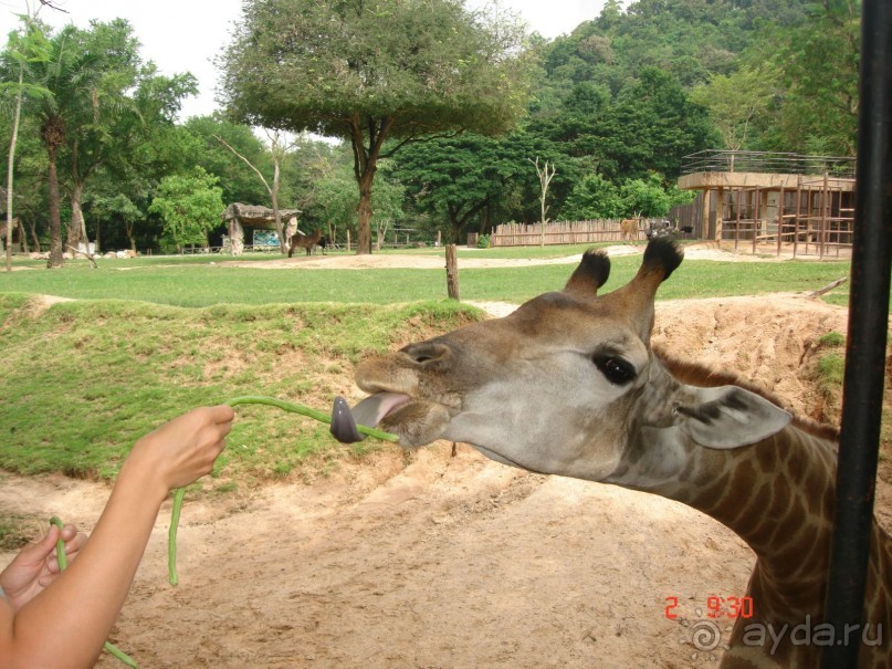 "Паттайская" осень 2013