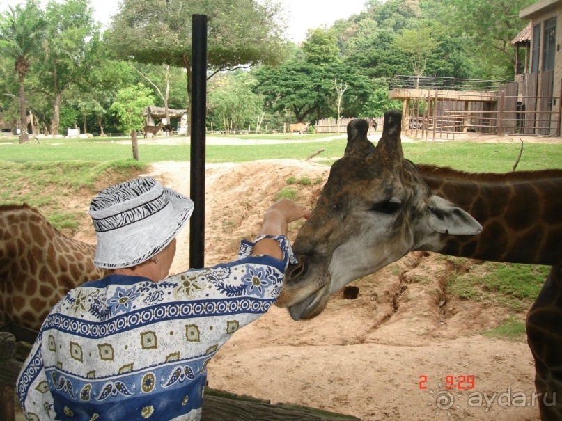 "Паттайская" осень 2013