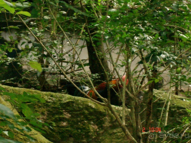 "Паттайская" осень 2013