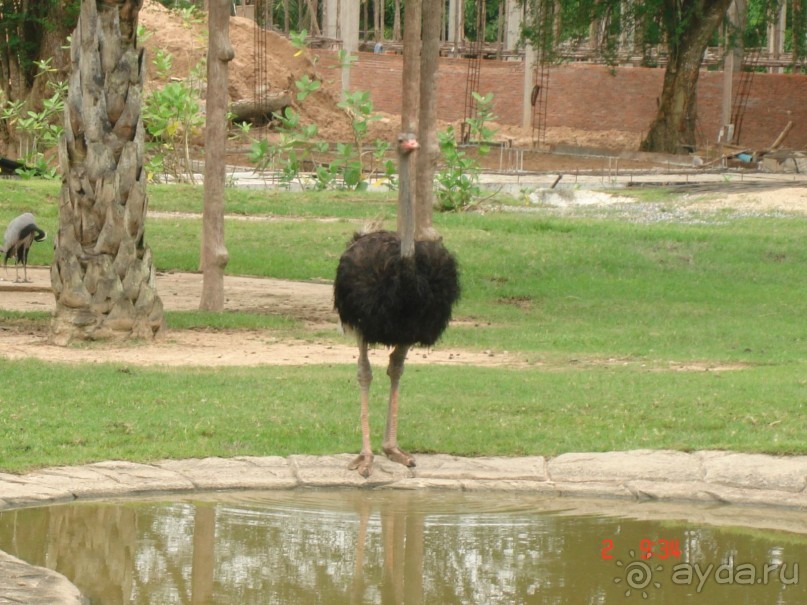 "Паттайская" осень 2013