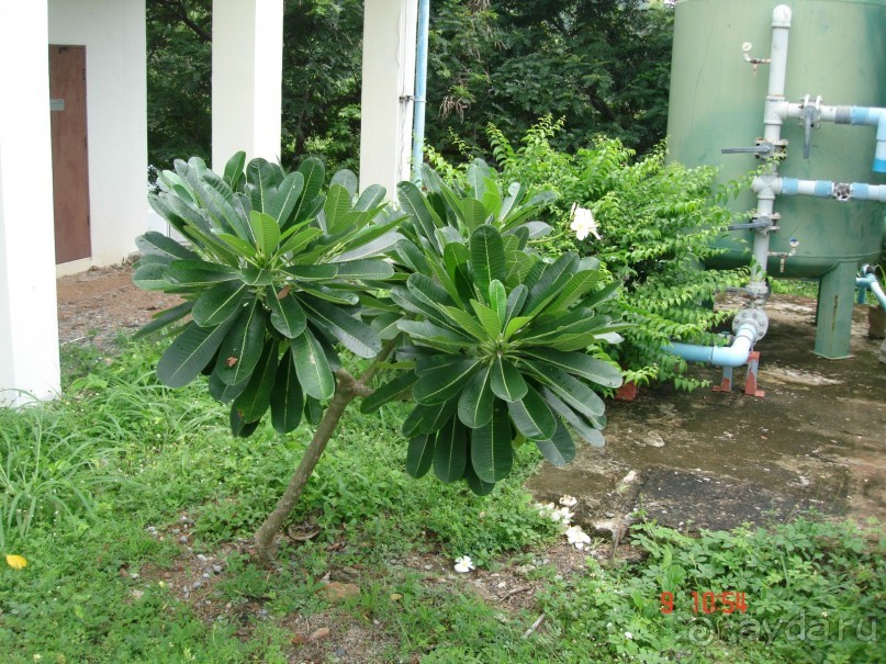 "Паттайская" осень 2013