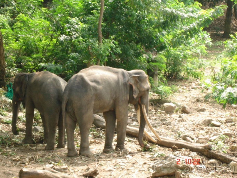 "Паттайская" осень 2013