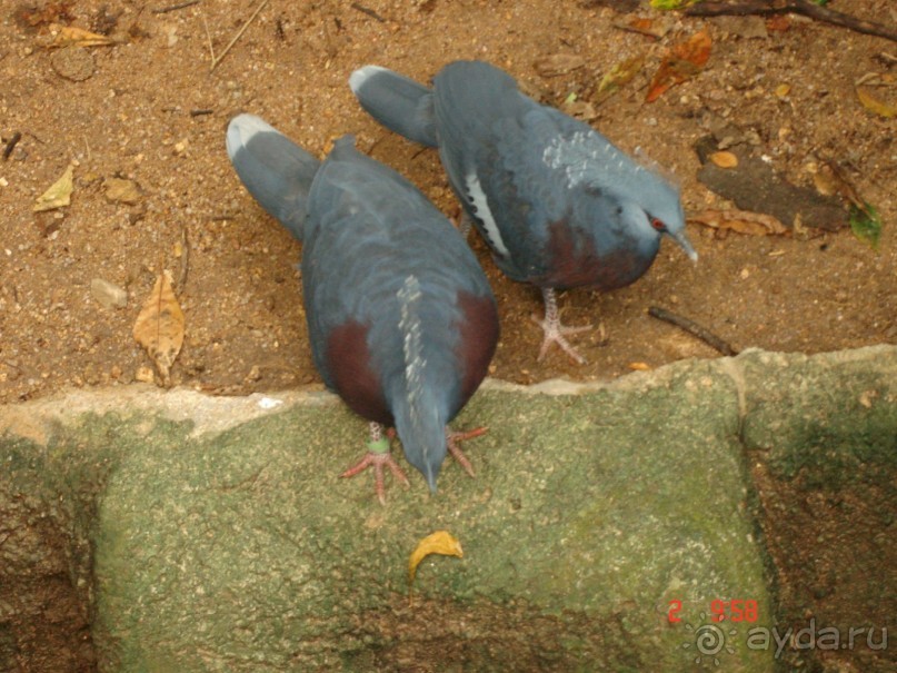 "Паттайская" осень 2013