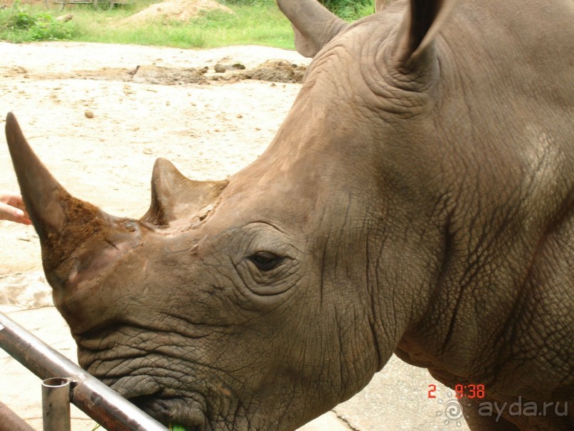 "Паттайская" осень 2013