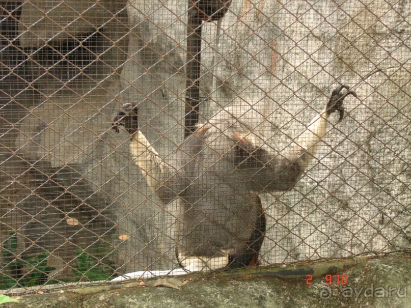 "Паттайская" осень 2013