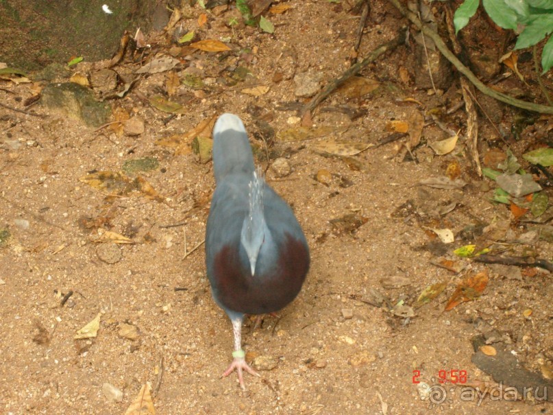 "Паттайская" осень 2013