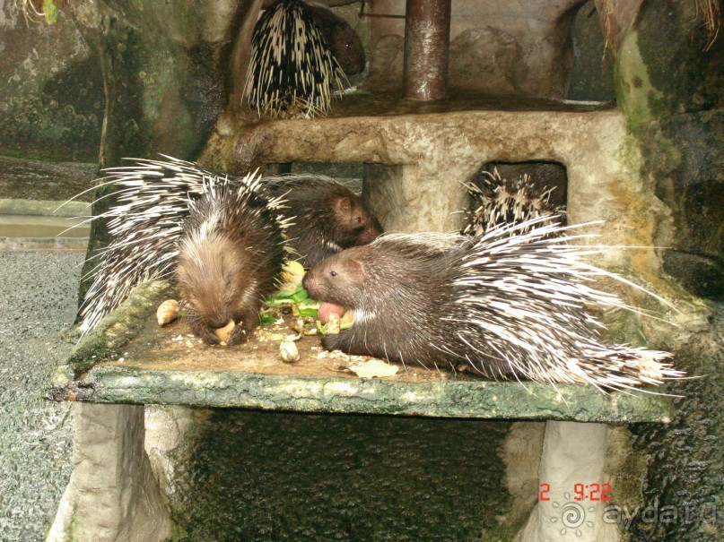 "Паттайская" осень 2013