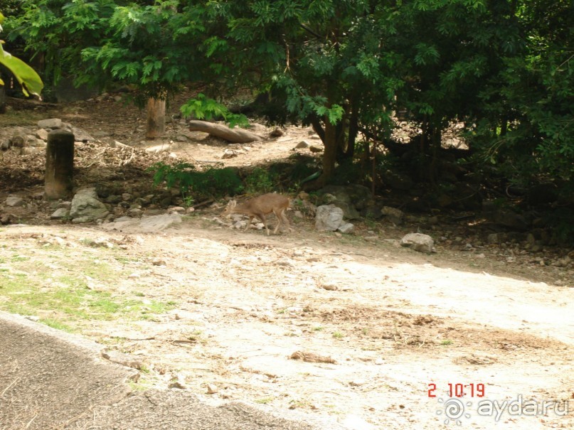 "Паттайская" осень 2013