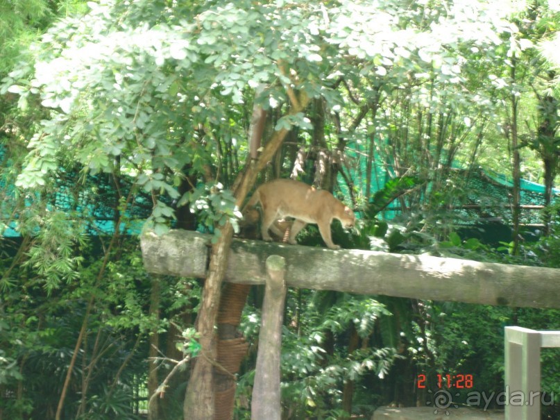 "Паттайская" осень 2013