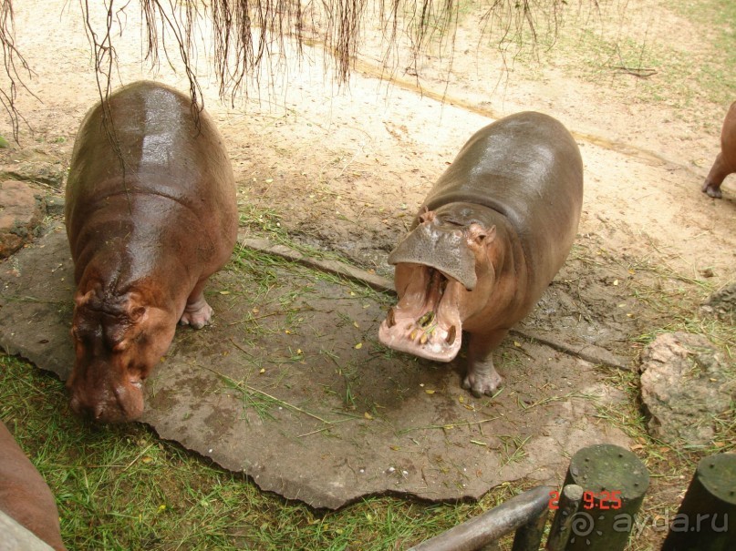 "Паттайская" осень 2013