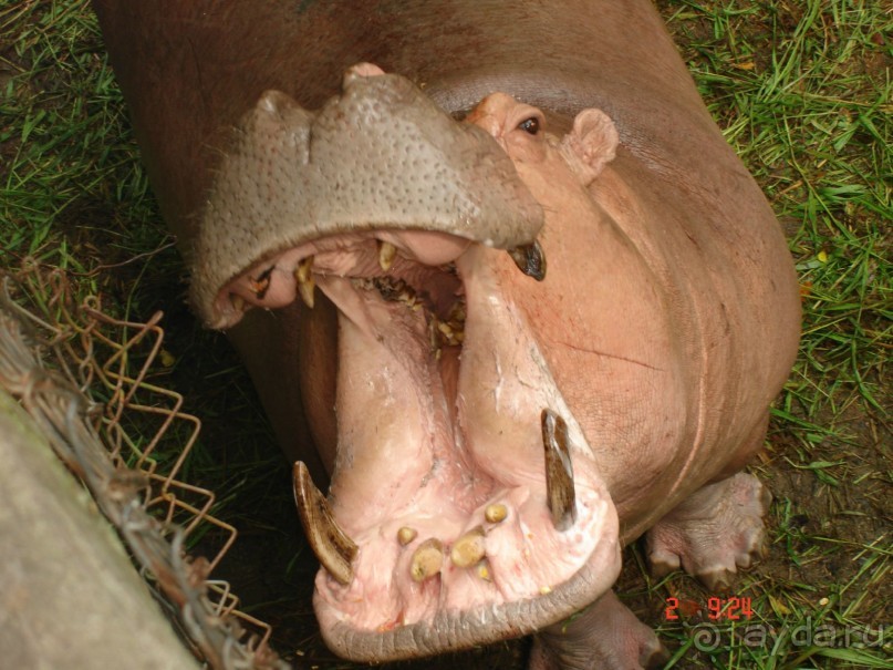 "Паттайская" осень 2013