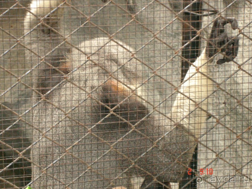 "Паттайская" осень 2013