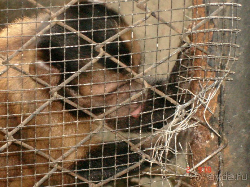 "Паттайская" осень 2013