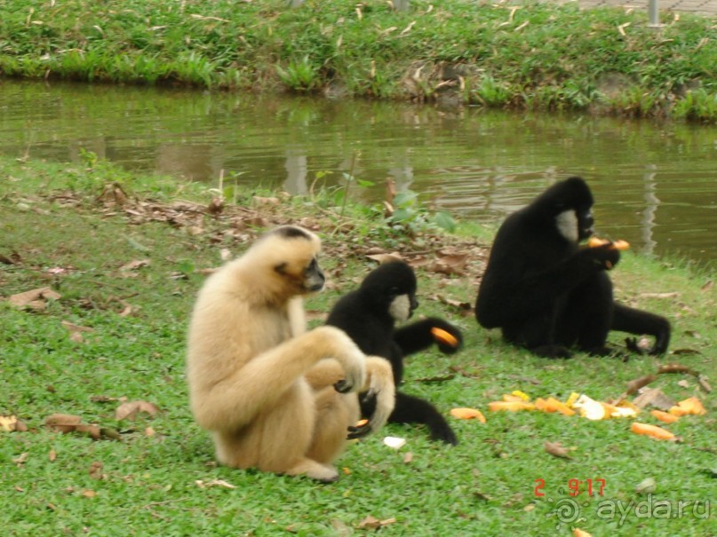 "Паттайская" осень 2013