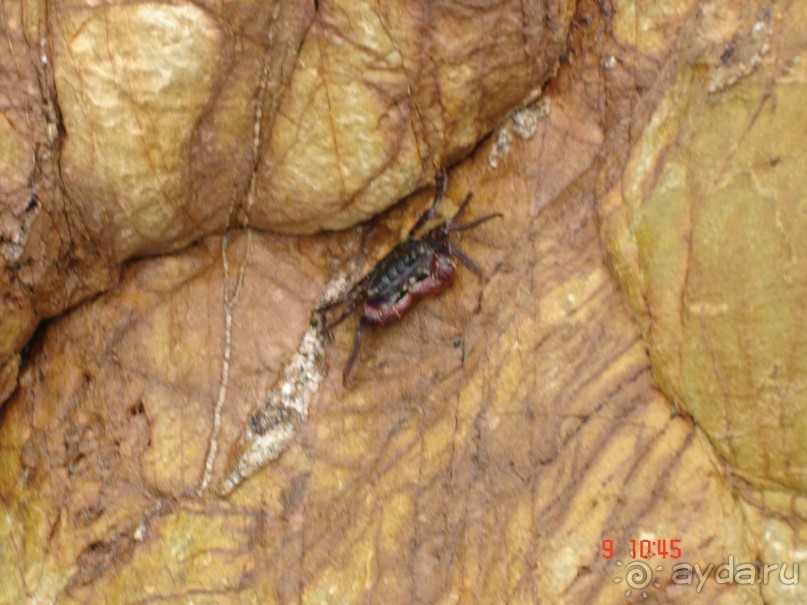 "Паттайская" осень 2013