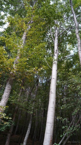 КРЫМ.СЕНТЯБРЬ 2015. АЙ-ПЕТРИ.