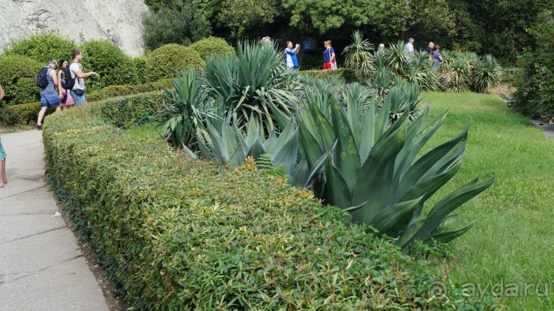 КРЫМ.СЕНТЯБРЬ 2015. АЙ-ПЕТРИ.