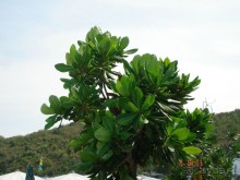 Альбом рассказа "Поездка в Тай 3!!!"