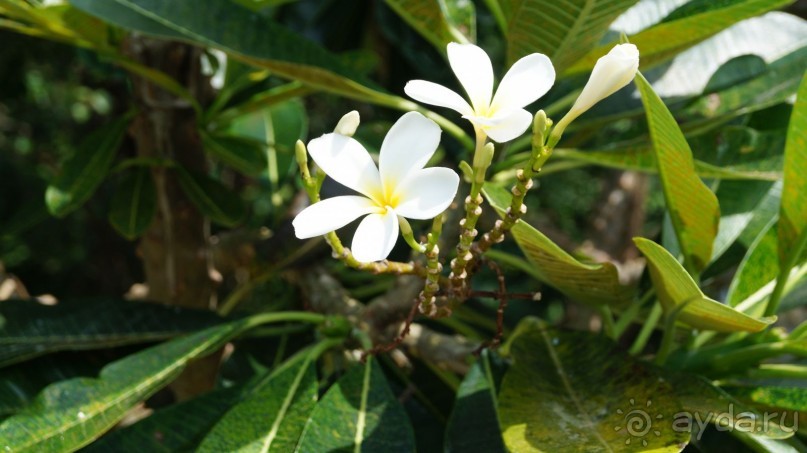 В Паттайю через Пекин