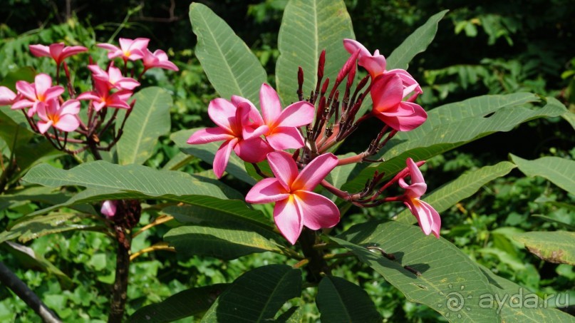 В Паттайю через Пекин