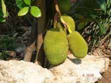 Поездка в Тай 6!!!