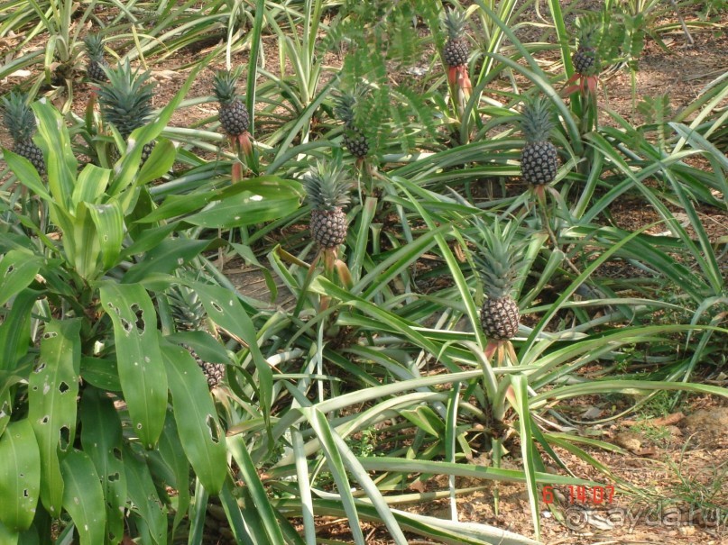 Поездка в Тай 6!!!