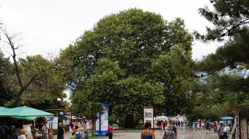 КРЫМ.СЕНТЯБРЬ 2015. ЯЛТА .