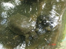 Поездка в Тай 7!!!