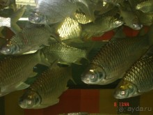 Поездка в Тай 7!!!