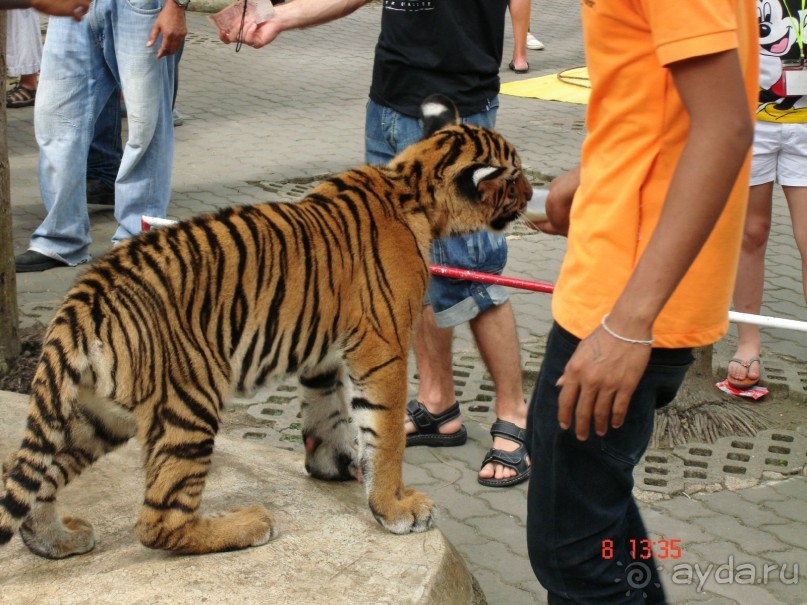 Альбом рассказа "Поездка в Тай 7!!!"