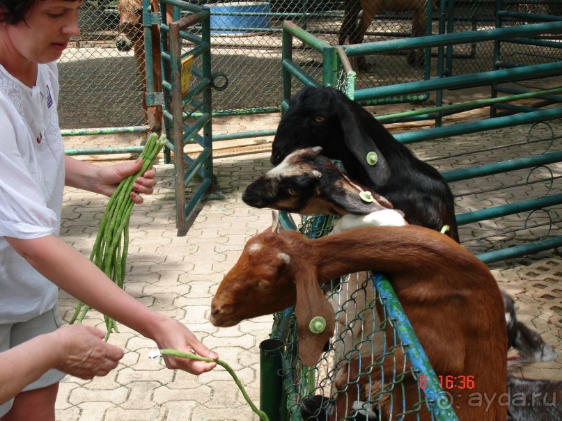 Альбом рассказа "Поездка в Тай 7!!!"