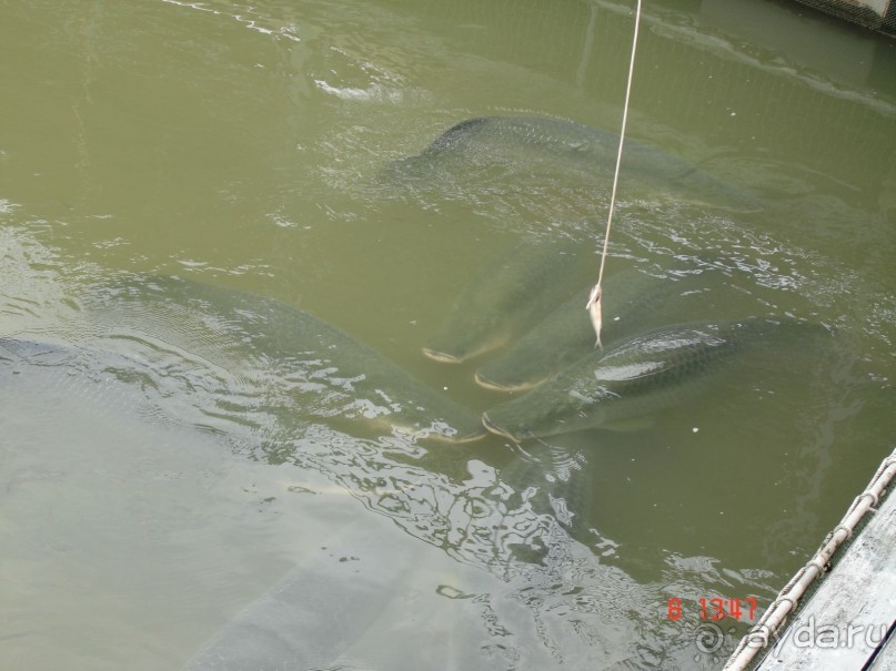 Альбом рассказа "Поездка в Тай 7!!!"