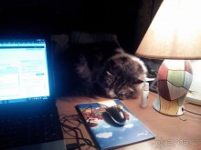 Альбом отзыва "Интернет от городского телефона"