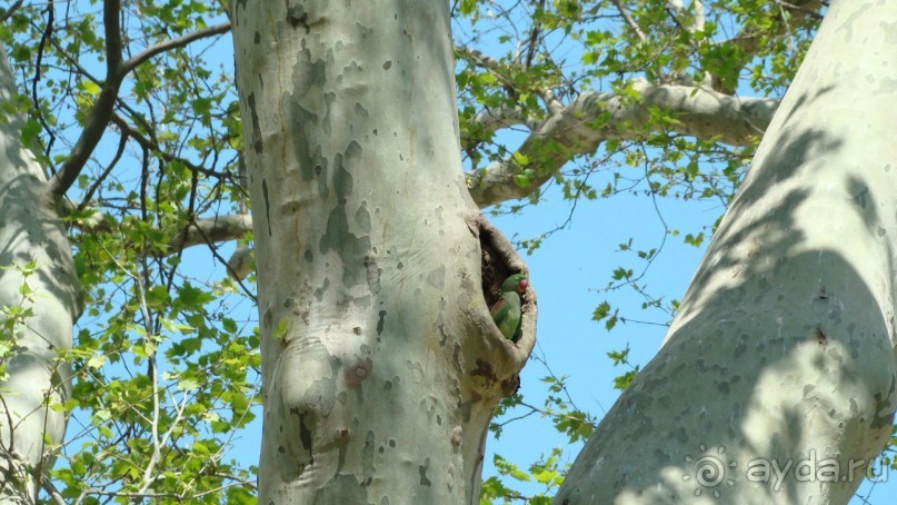 зеленые попугайчики в парке Гульхане