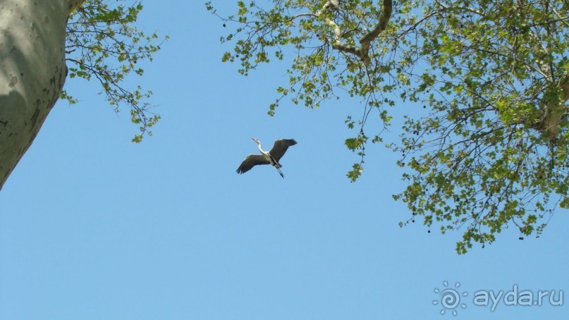 аисты в парке Гульхане