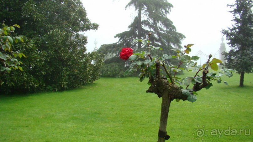 сад  дворца  Долмабахче